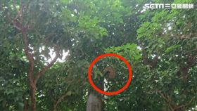 古亭國小,蜜蜂,蜂窩,騷擾,螫傷,台北市