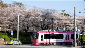 路面電車與櫻花日本東京飛鳥山公園前的路面電車是跟一般汽車混合行駛，是一個拍攝路面電車與櫻花的好景點。中央社記者黃名璽東京攝  107年3月26日