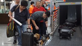 防非洲豬瘟　金門碼頭防疫犬加強巡檢防堵非洲豬瘟，金門水頭碼頭加強防疫措施，防疫犬也出動在旅客通關處執勤，防範旅客夾帶生鮮蔬果和肉品入境。中央社記者黃慧敏攝　107年11月7日