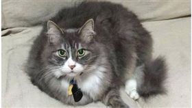 資深貓總裁的11歲貓咪「Bambino」。（圖／翻攝自LoveMeow網站）