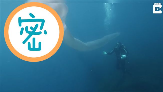 海底現超巨型生物！他驚呆：從沒見過