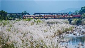 ▲位於牛稠溪畔旁的片片芒花〈來源：嘉義竹崎鄉公所〉