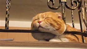 喵星人,嘴邊肉,無辜,貓咪,／翻攝自爆怨公社