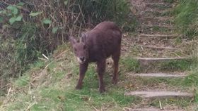 玉山國家公園塔塔加園區首見水鹿「群聚」覓食！玉管處本月初在巡查塔塔加鹿林山時，發現有7隻大小水鹿一同現身覓食，由於水鹿警覺性高，因此這樣的場景十分難得。玉管處表示，這應和近年來遊客的素質、保育成效良好有關，「這真的是全民的成就！」（圖／保七總隊第六大隊大隊長張育祺提供）