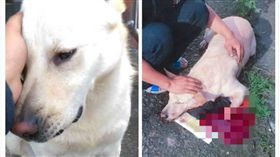 深坑驚傳虐寵怪客！浪犬遭「斬斷雙腿」癱倒血泊　山友淚崩（圖／翻攝自孫韻華臉書）
https://www.facebook.com/photo.php?fbid=2191466650888090&set=pcb.2191480210886734&type=3&theater