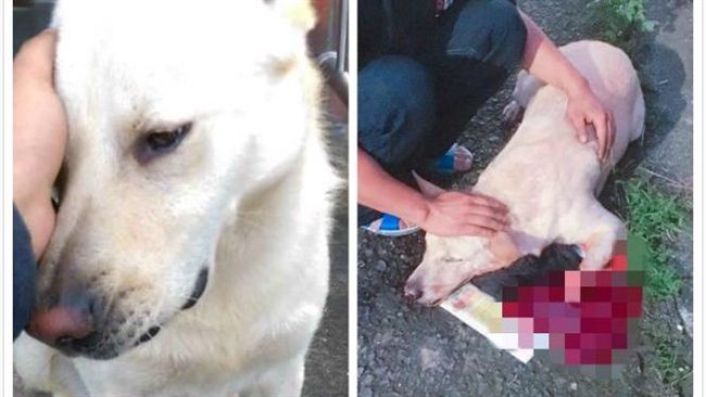 浪犬遭斬斷腿亡　山友怒祭20萬緝凶