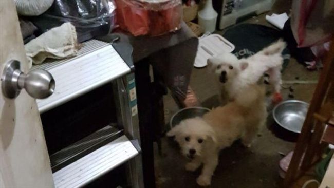 他惡意拋棄…13狗患病1餓死租屋處