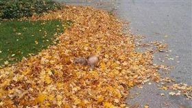 美國,快遞員,落葉,偽裝術,玩耍（圖／翻攝自臉書Jordan Weaver）