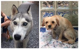 毛小孩,狗（圖／翻攝自推特）