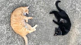 貓（圖／翻攝自尾道市立美術館Twitter）