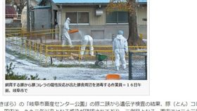 日本再傳豬瘟　即日起禁日豬肉品進口
（圖／翻攝自tokyo-np.co.jp）
