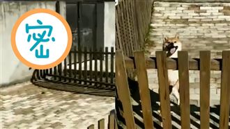 柴犬竟會飛簷走壁！網驚：根本是忍犬