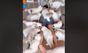 大陸有名網紅上傳自己與貓咪互動的影片引來網友熱議，原因是他竟然把自己的身體當碗，放滿飼料讓家中20多隻貓咪們集體上來吃飯，獨特的「餵食」方式讓網友大喊「好羨慕！」、「傳說中的貓療法！」，但也有人認為這種「人體盛」的特殊行徑相當不衛生！（圖／翻攝自臉書爆笑公社）