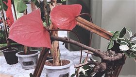 花博智農館火鶴特展（圖／台中市政府提供）