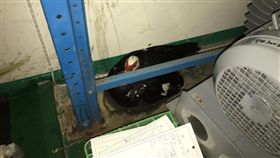 立冬,進補,鴨子,薑母鴨（圖／翻攝自爆廢公社）