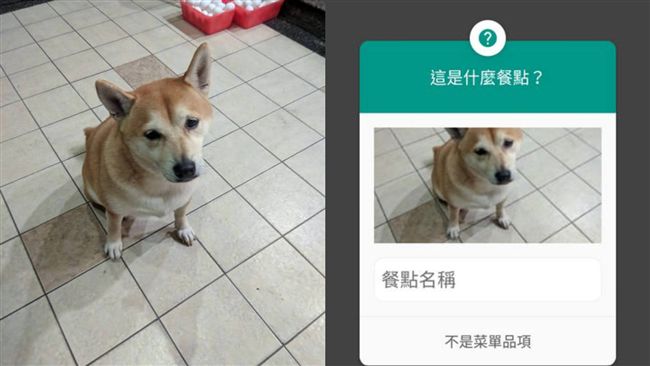 被谷歌當早餐　柴柴一臉厭世傻爆眼
