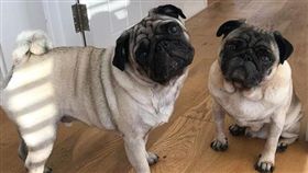 巴哥,模仿,走路（圖／翻攝自alphie.and.teddy.pug IG
）