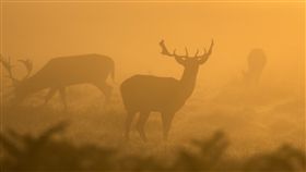 美國,狩獵,誤殺,鹿,開槍,眼花,意外,疏忽,密西根　圖／翻攝自Pixabay https://goo.gl/Kr5SHs
來源 新媒體