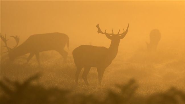 美老獵人「眼花」！把人當鹿開槍射殺
