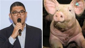 國民黨主席吳敦義暗指總統府秘書長陳菊的「母豬說」在選戰前不斷延燒，吳敦義今（18）日也為影射陳菊「肥滋滋」、「母豬」等失言鞠躬道歉。而4年前曾被用「神豬」侮辱的國民黨中央委員連勝文，今日也在臉書感慨說，「希望以後不要再有這種霸凌式的言語，同時也讓豬好好的做自己吧！」（組圖／翻攝自Pixabay／資料照）