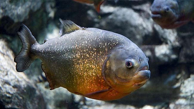 男偷進口食人魚還狡辯　法官調查打臉