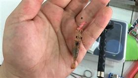 釣蝦場,垂釣,未成年,泰國蝦(圖/翻攝自爆怨公社)