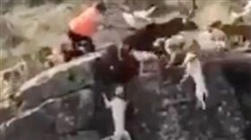 西班牙獵犬追捕野鹿一起墜崖。（圖／翻攝太陽報）