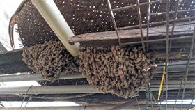 蜜蜂,吳萼洋,蜂蜜檸檬（圖／翻攝自爆廢公社）