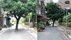 高雄民權一路像弄路霸芒果樹／臉書爆廢公社
