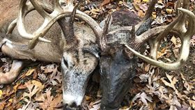 鹿、恐怖、美國、突變（圖／翻攝自臉書）