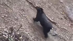 嘉義,林務局,台灣黑熊,巡山員（圖／翻攝林務局官網）