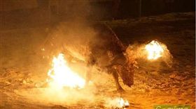 奔牛節,西班牙,慶典,虐待動物（圖／翻攝自AnimaNaturalis España FB）