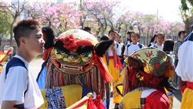 嘉義特教學校賞花盛宴　學生舞獅開場國立嘉義特殊教育學校1日舉辦一場賞花盛宴，邀請全校師生與家長欣賞校園內盛開的洋紅風鈴花，並由學生社團表演舞獅開場。中央社記者江俊亮攝　107年3月1日