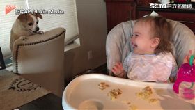 「猜猜我在哪？」  汪星人逗樂寶寶