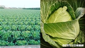 彰化芳苑高麗菜／青農洪寶評授權提供
