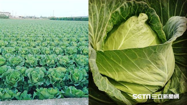 不忍淪綠肥…彰化高麗菜自採1顆十元