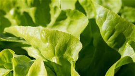 生菜（圖／翻攝自pixabay)
