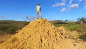 巴西,白蟻,英國,巢穴,蟻窩(圖/翻攝自Cell Press YouTube)