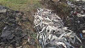 （圖／翻攝自澎湃新聞）中國,國寶,中華鱘,羋月橋,死亡