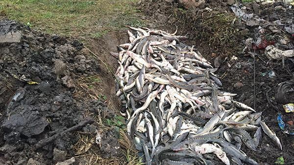 為蓋羋月橋抽乾湖水　害死6千條國寶