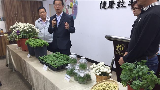 種苗場健康杭菊育苗技轉　折損率降低