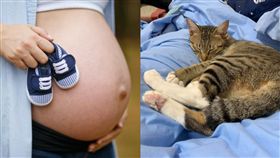 只是養貓，竟被問跟先生離婚貓咪歸誰？！還說懷孕不可以養趕緊放生！社員：寵物可增加寶寶抵抗力！（圖／爆怨公社、ＰＩＸＡＢＡＹ）