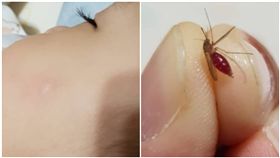 蚊子,吸血,女兒,報仇（圖／翻攝自爆怨公社）