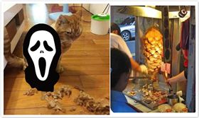 ▲貓咪被剪…網：整個厭世表情都出來了 （圖／翻攝自爆笑公社）