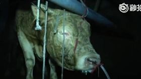 殘忍業者「12小時注水60公斤」　黃牛痛到跪地流淚　圖／翻攝梨視頻