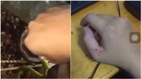 手伸進飼養箱　譙毒蛇「俗仔不敢咬」！下秒他被咬慘叫
圖／翻攝自爆廢公社臉書