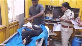 印度,孟買,公狗,生殖器,性侵,動保,重傷,死亡　圖／翻攝自臉書