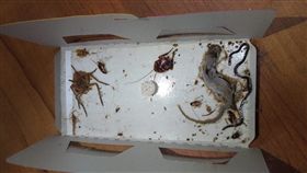 家中蟑螂屋捕捉到各種生物。（圖／翻攝自「爆怨公社」）