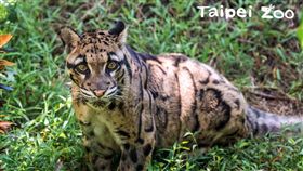 雲新,雲豹（圖／台北市立動物園提供）