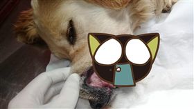 獸醫,黃金獵犬,骨頭,卡住,餵食,下顎,阿根廷,嘴巴,呼籲　圖／翻攝自臉書